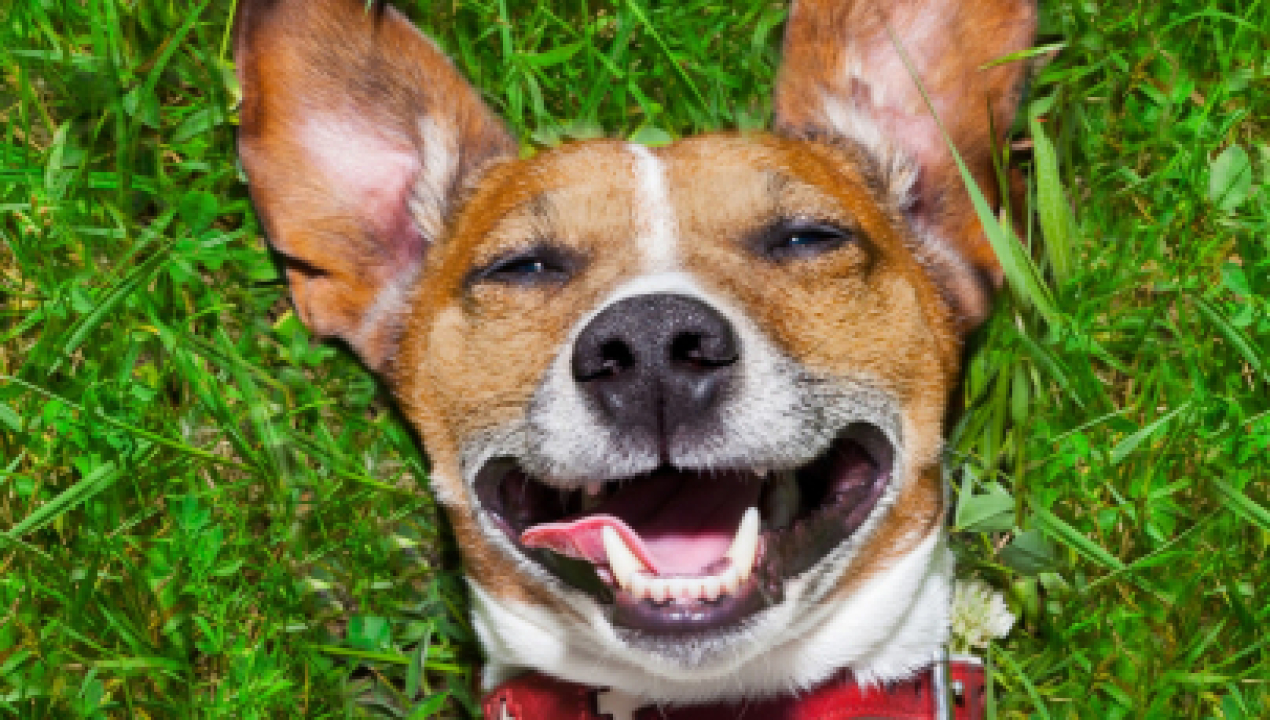 /dia-mundial-del-perro-cinco-cuidados-esenciales-para-proteger-su-salud-y