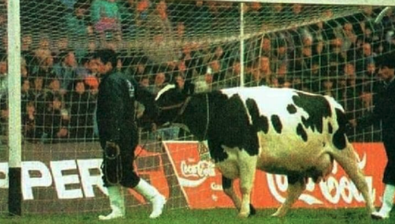 /los-lagos/futbol-y-una-vaca-la-increible-rifa-en-un-partido-entre-osorno-y-la-u-de