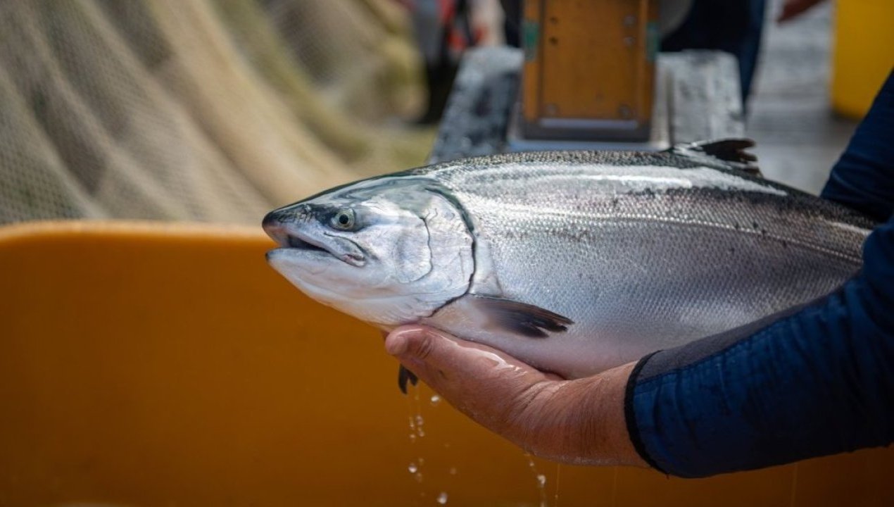 /salmon-coho-chileno-cinco-razones-por-las-que-lidera-el-mercado-mundial-de
