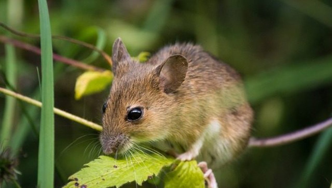 /confirman-muerte-por-hantavirus-en-los-lagos-mujer-de-palena-se-habria-contagiado-en-un-camping