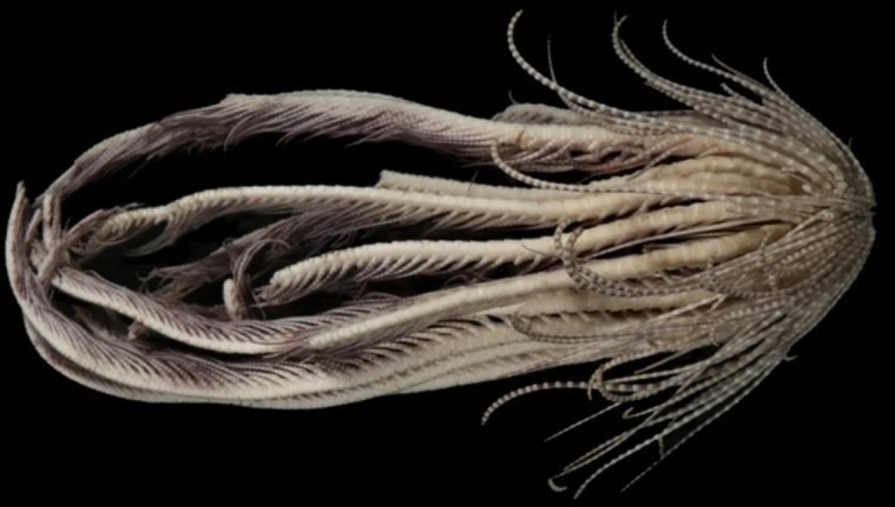 /tendencias/ciencia/flora-y-fauna/descubren-especie-marina-con-20-brazos-en-las-profundidades-del-oceano