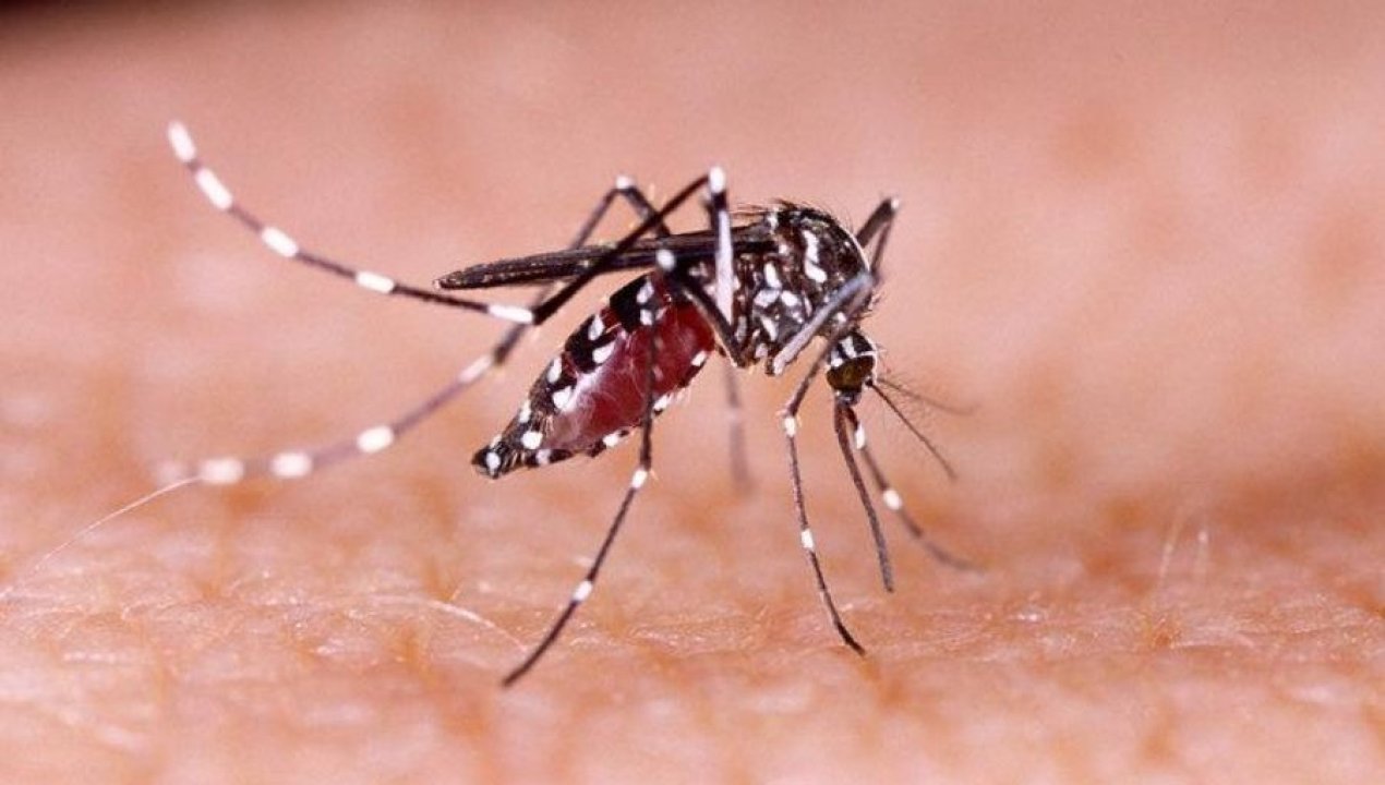 /ministerio-de-salud-confirma-brote-de-dengue-en-rapa-nui-hay-4-casos